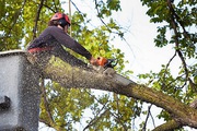 ISA Certified Arborist Calgary – Evergreen Ltd