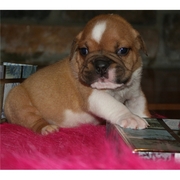 bullgog puppy for home adoption